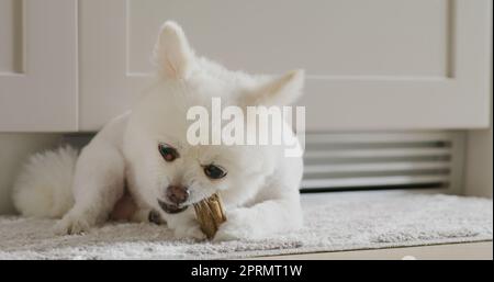 Trattamento da masticare per cani Pomeraniani per denti puliti e gengive sane Foto Stock