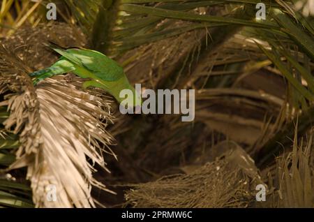 Pappagallo femminile con anelli di rosa. Foto Stock