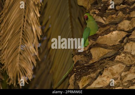 Pappagallo femminile con anelli di rosa. Foto Stock