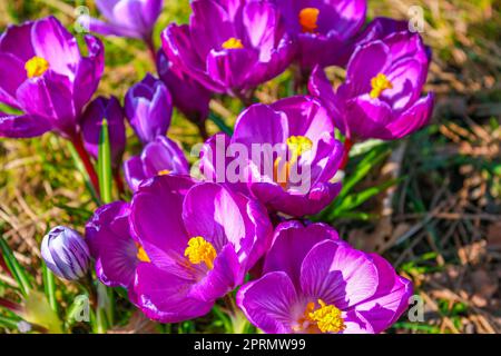 Crocus sul pavimento della foresta con fogliame e erba Germania. Foto Stock