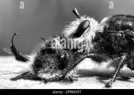 Yellow Murder fly o ladro fly come immagine in bianco e nero con un bumblebee come preda Foto Stock