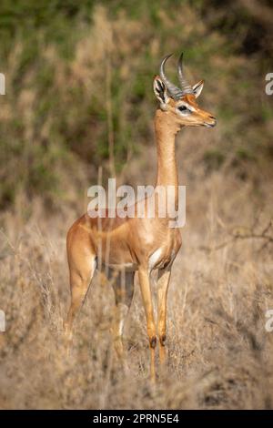 Gerenuk è in piedi guardando la macchina fotografica con cespugli dietro Foto Stock