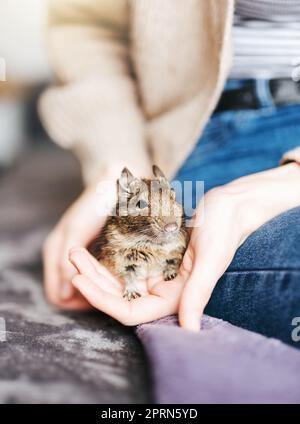 Giovane ragazza che gioca con il carino scoiattolo del Degu cileno. Carino animale domestico seduto sulla mano del bambino Foto Stock