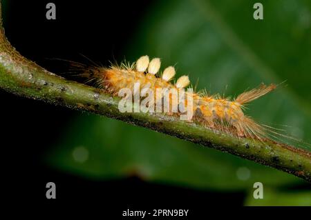 Tussock Moth Caterpillar, famiglia Lymantriidae, con peli lunghi per la protezione, Klungkung, Bali, Indonesia Foto Stock