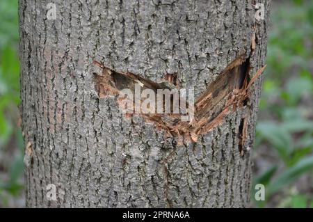 Raccolta di sap acero su un albero in una foresta Foto Stock