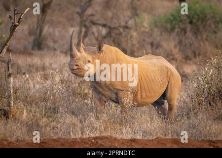 Il rinoceronte nero si trova tra le cespule che si adocchiano Foto Stock