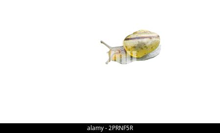 Lumaca con guscio di lumaca ritagliata. Molluschi piccoli. Lumaca con casa, piede e antenna. Per ulteriori elaborazioni, ad esempio per la composizione. Foto Stock