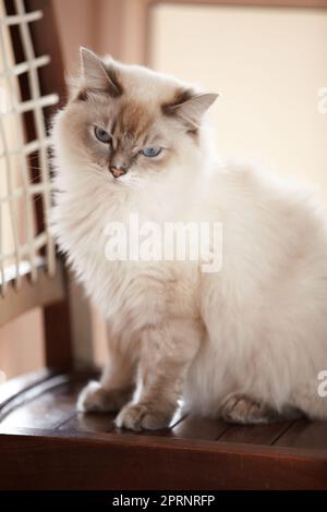 Il mio secondo nome è disinteressato. Un bel gatto siamese soffice seduto su una sedia Foto Stock