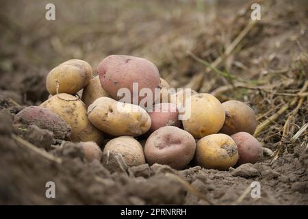 Patate appena raccolte in un angolo basso vista su terra bruna ricca, azienda agricola biologica a conduzione familiare Foto Stock