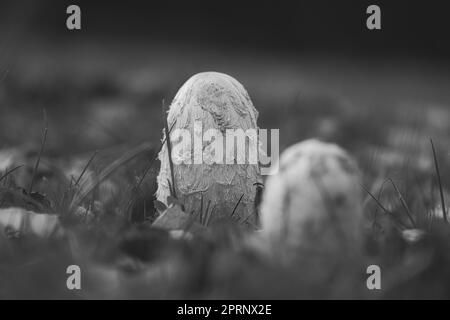 un gruppo di giovani cardi crestate in bianco nero prese, crescendo in un prato. Nascosto tra erba. Foto natura dalla foresta Foto Stock