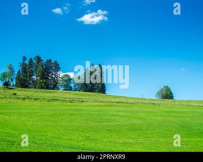 Landschaftsansicht mit Grüner Wiese und kleiner Baumgruppe im Vordergrund vor blauen Himmel mit kleinen weißen Wolken im Sommer bei Sonnenschein. Foto Stock