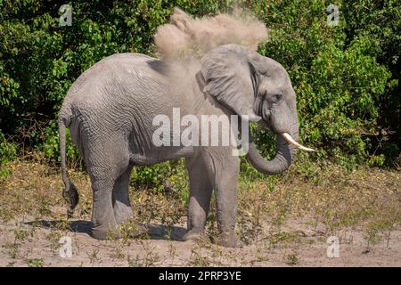 L'elefante africano del cespuglio soffia la sabbia sopra il corpo Foto Stock