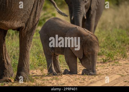 Il vitello africano cespuglio elefante si inginocchia in pista Foto Stock