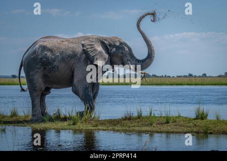 Elefante africano cespuglio spruzzando fango sulla testa Foto Stock