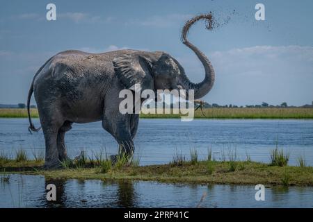 L'elefante africano del cespuglio spruzza il fango sopra la parte posteriore Foto Stock