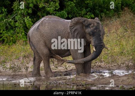 Elefante africano cespuglio squirting sporcizia sul fianco Foto Stock