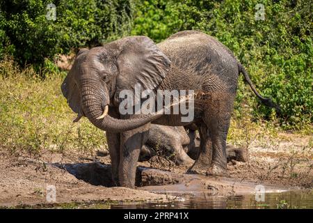 Elefante africano bush squirting fango sul fianco Foto Stock