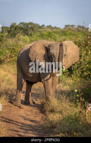 L'elefante africano del cespuglio si alza in piedi sul tronco Foto Stock