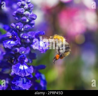 Un'ape carder comune che vola verso un fiore di salvia viola Foto Stock