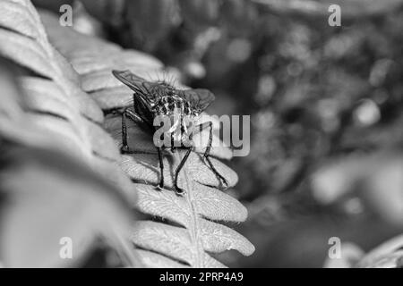 Flesh Fly fotografata in bianco e nero, su una foglia verde con luce e ombra Foto Stock