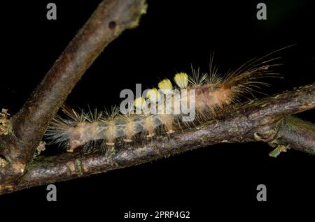 Tussock Moth Caterpillar, famiglia Lymantriidae, con peli lunghi per la protezione, Klungkung, Bali, Indonesia Foto Stock