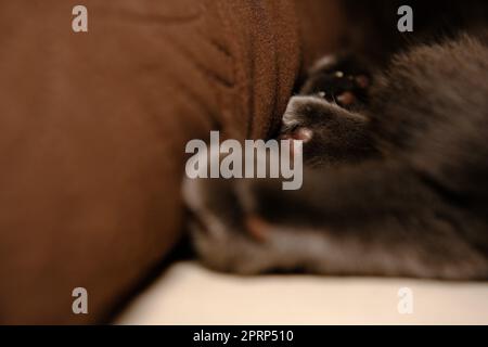 Frammento di zampa di un gatto - foto macro di piede di gatto Foto Stock
