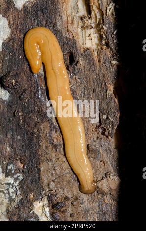 Worm da giardino con testa a pala, Bipalium kewense, su albero, Klungkung, Bali, Indonesia Foto Stock