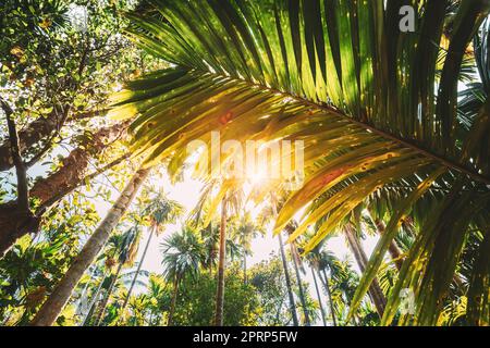 Goa, India. Vista dal basso del sole che splende attraverso la vegetazione verde tropicale e le foglie dei rami delle palme. Soleggiato giorno d'estate. Grandangolo Foto Stock