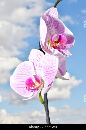 Fiore di Phalaenopsis (Latin. Phalaenopsis) o Orchid (Latin. Orchidaceae) di colore bianco-porpora Foto Stock