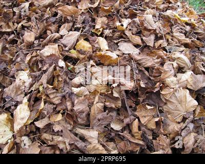 L'acero e il tiglio si lasciano in una zona pianeggiante con fogliame in autunno Foto Stock