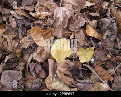 L'acero e il tiglio si lasciano in una zona pianeggiante con fogliame in autunno Foto Stock