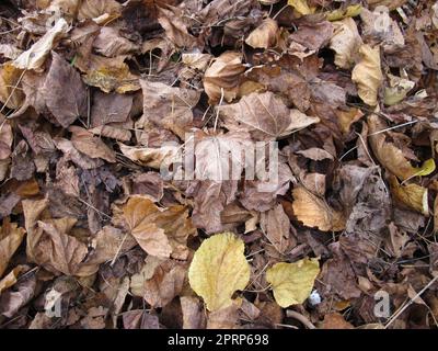 L'acero e il tiglio si lasciano in una zona pianeggiante con fogliame in autunno Foto Stock