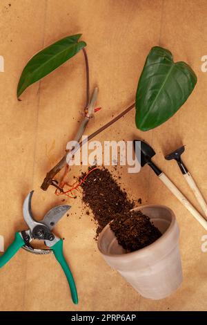 Concetto di giardino domestico. Preparazione delle piante domestiche per il trapianto. Foto Stock