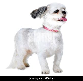 Godendo il vento in faccia. Studio di un adorabile cucciolo lhasa apso isolato su bianco Foto Stock