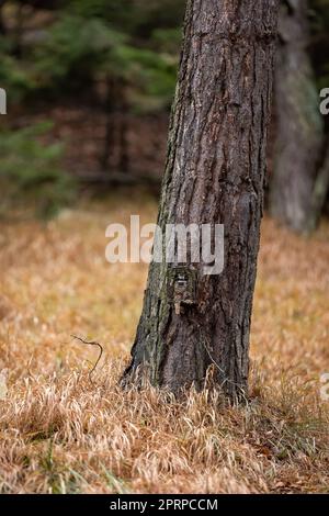 Trappola per fotocamera bloccata in una scatola protettiva mimetchiata da corteccia su un albero in composizione verticale. Monitoraggio della fauna selvatica con trailcam. Foto Stock