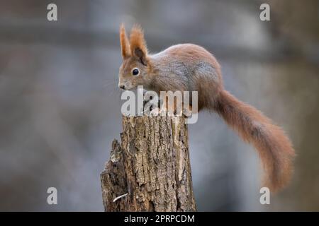 Scoiattolo rosso, sciurus vulgaris, arrampicata su albero in autunno ambiente. Roditore di pelliccia seduto su moncone nella foresta in autunno. Arancione piccolo mammifero che guarda Foto Stock