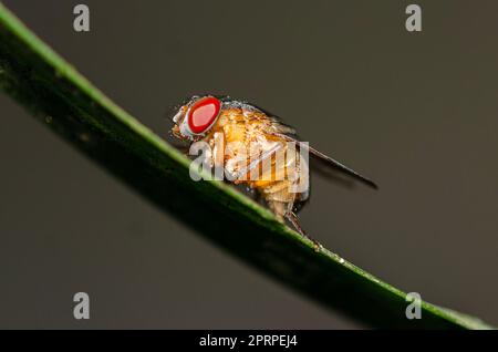 Fruit Fly, Famiglia Drosophilidae, Klungkung, Bali, Indonesia Foto Stock