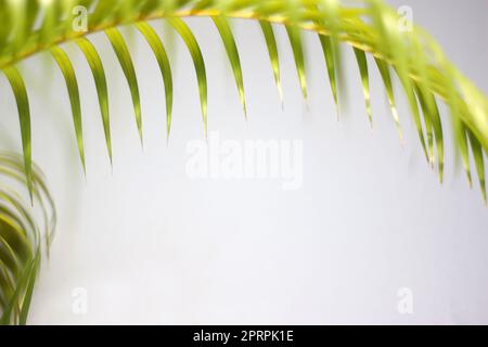 foglia di palma verde e ombre su una parete di cemento sfondo bianco Foto Stock