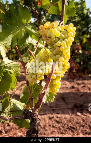 Uva Vermentino. Grappoli di uve bianche mature sulla piantina. Agricoltura. Foto Stock