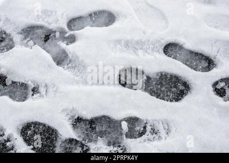 Un sacco di Orme nella neve Foto Stock