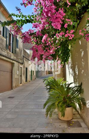 Fiori in un vicolo di Alcudia a Maiorca Foto Stock