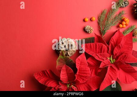 Composizione piatta con poinsettie (fiori di Natale tradizionali) e decorazioni su sfondo rosso. Spazio per il testo Foto Stock