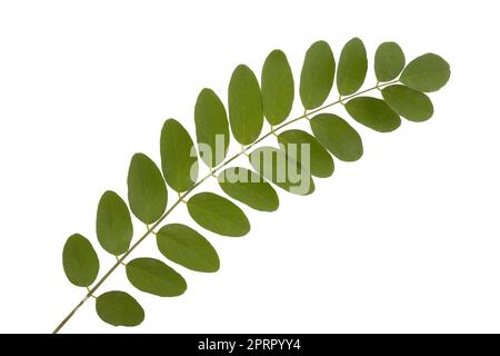 Un ramo con foglie di acacia, Robinia pseudoacacia, su fondo nero trasparente a locusta Foto Stock