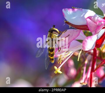 Hoverfly su un fiore di piume indiano Foto Stock