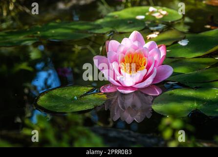 Acqua rosa lilly sboccia in uno stagno Foto Stock