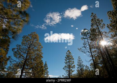 Foresta di Canary Island Pine. Foto Stock