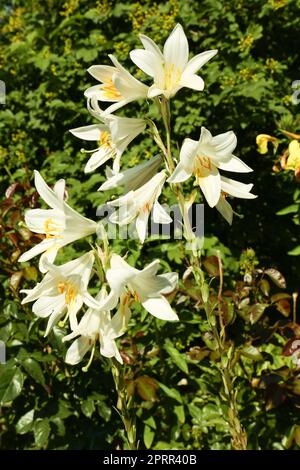 Bella fioritura di gigli bianchi all'aperto nelle giornate di sole Foto Stock