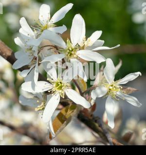 Juneberry (Amelanchier lamarckii), fioriture di primavera Foto Stock