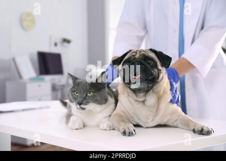 Veterinario esame carino pug cane e gatto in clinica Foto Stock