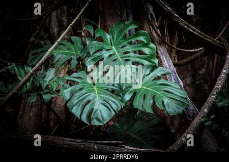 La grande Monstera deliziosa parte da un albero nella giungla del Costa Rica Foto Stock